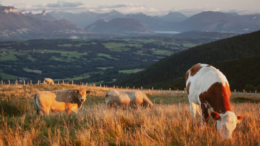 Alimentazione del bovino da carne